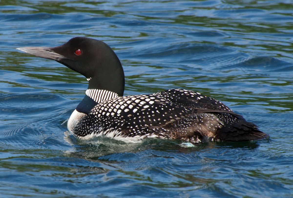 A common loon swimming on the water at Minocqua, Wisconsin